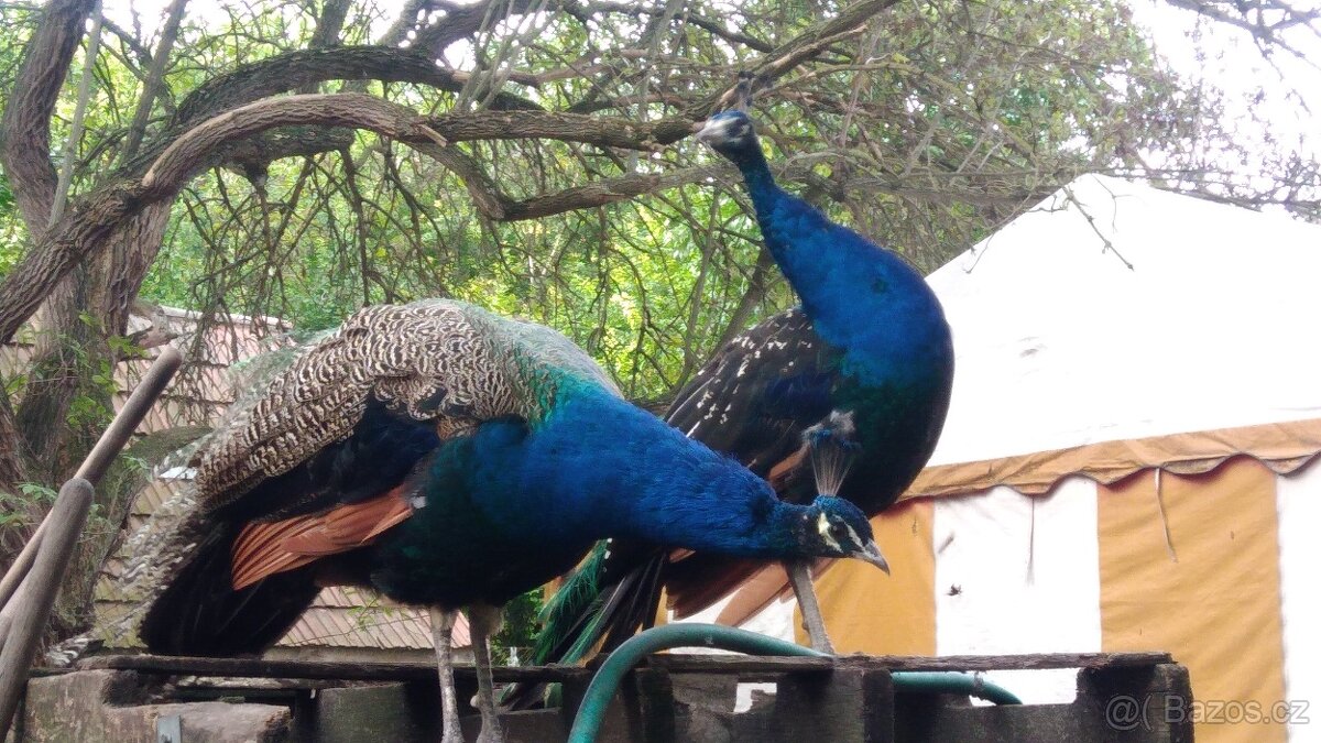 Páv korunkátý modrý, a černokřídlý - 4