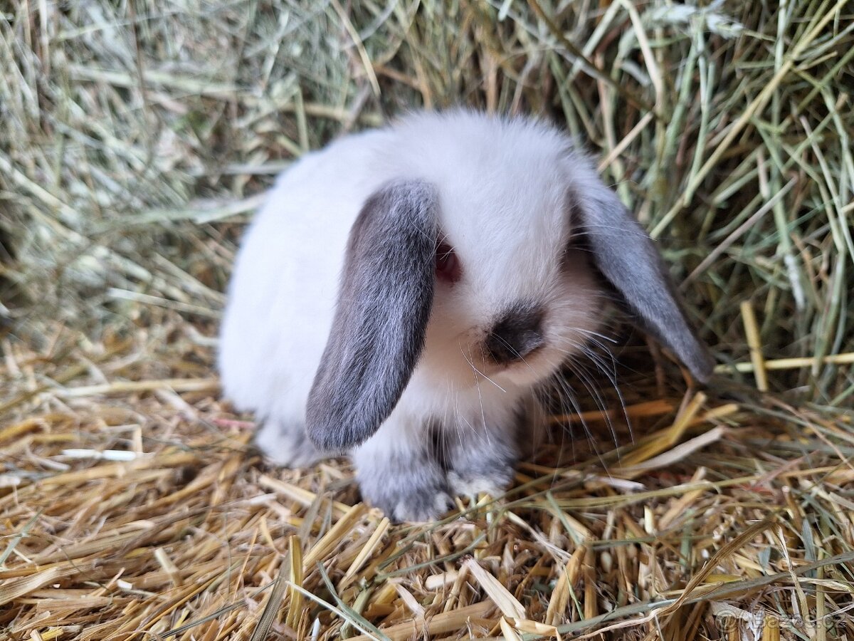 Zakrslý beránek s PP - 4