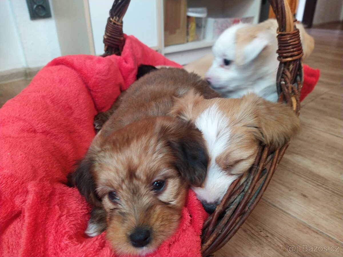 Štěňátka křížence MOMENTÁLNĚ VŠICHNI REZERVOVÁNI - 4