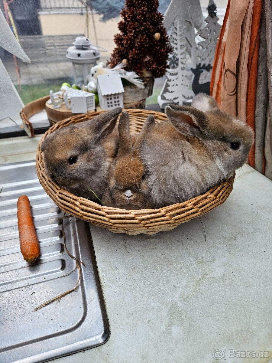 Zakrslý králík - 4