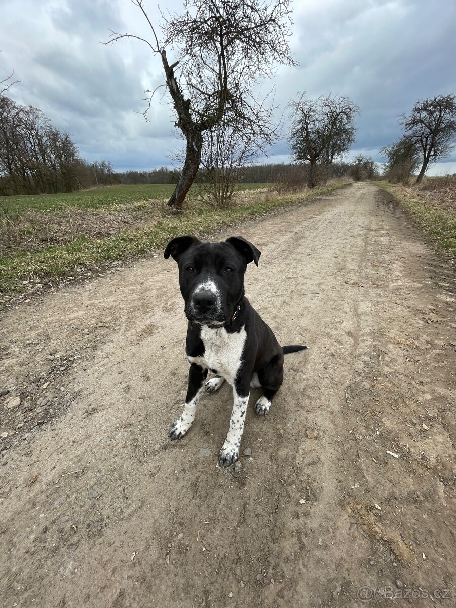 Nabízím psa do dobrých rukou 🐾 - 4