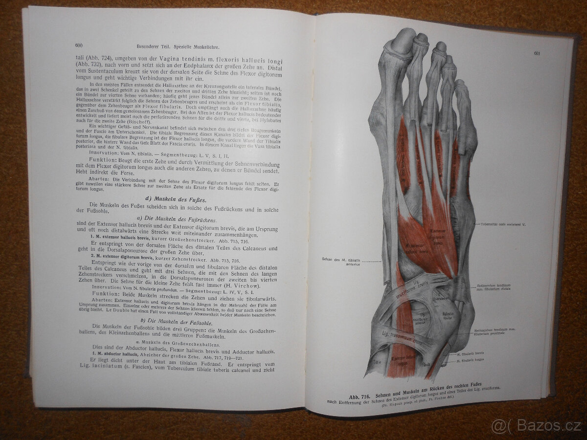 Staré knihy Anatomie člověka - 4