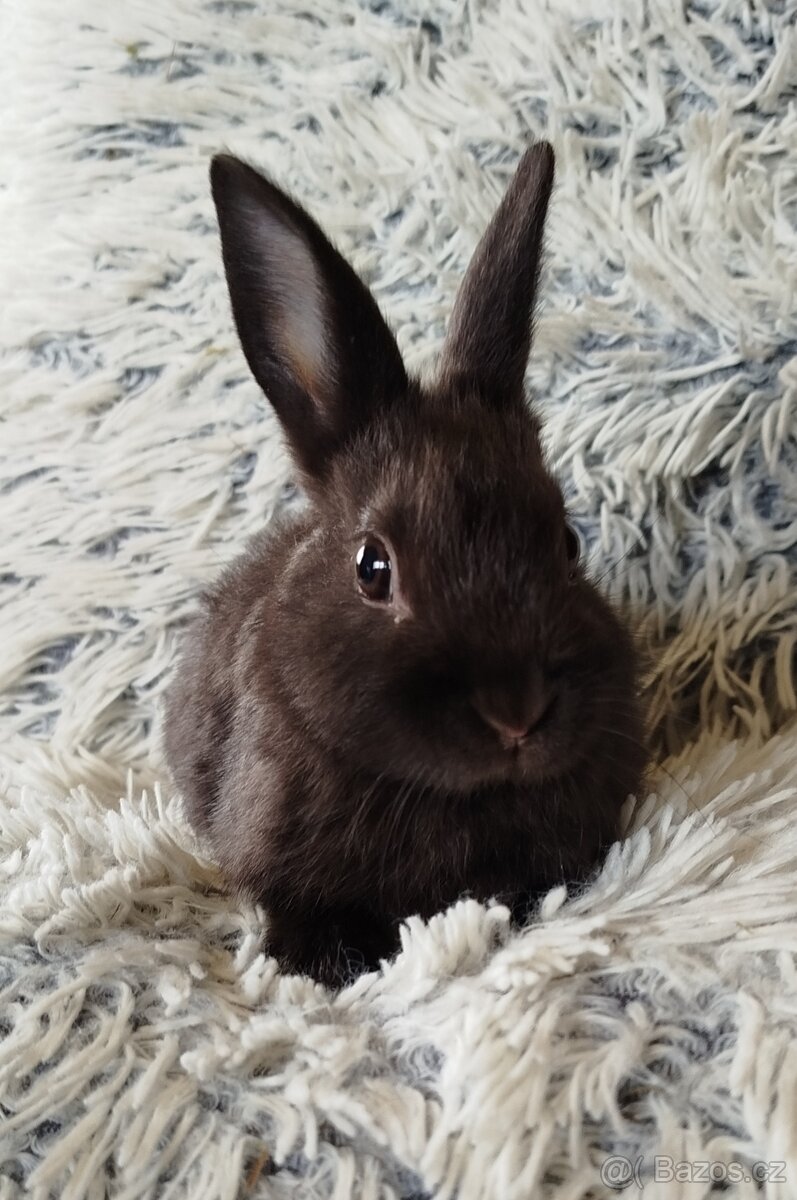 Zakrslý králík - 4