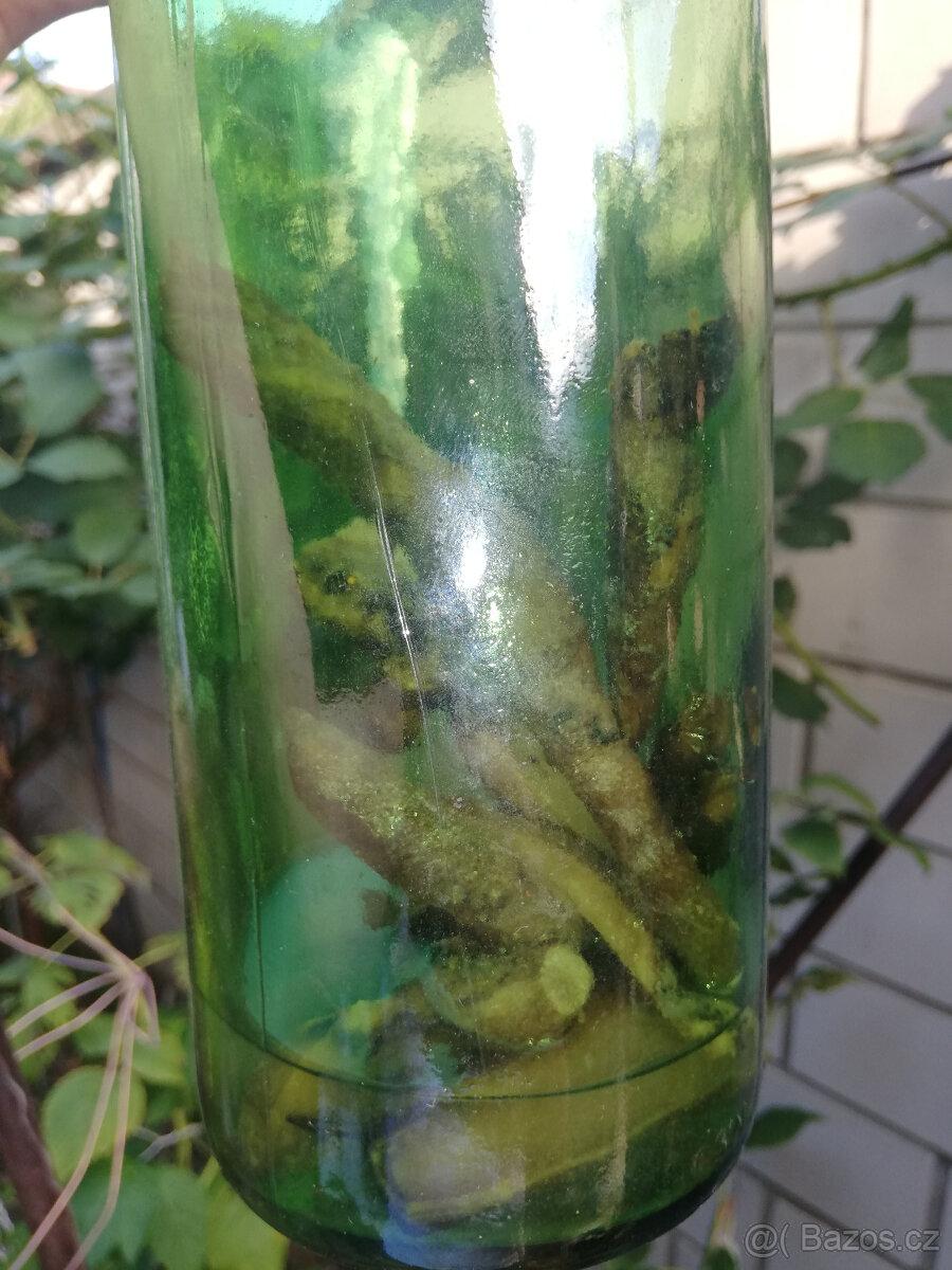 Šrucha platnatá - 4