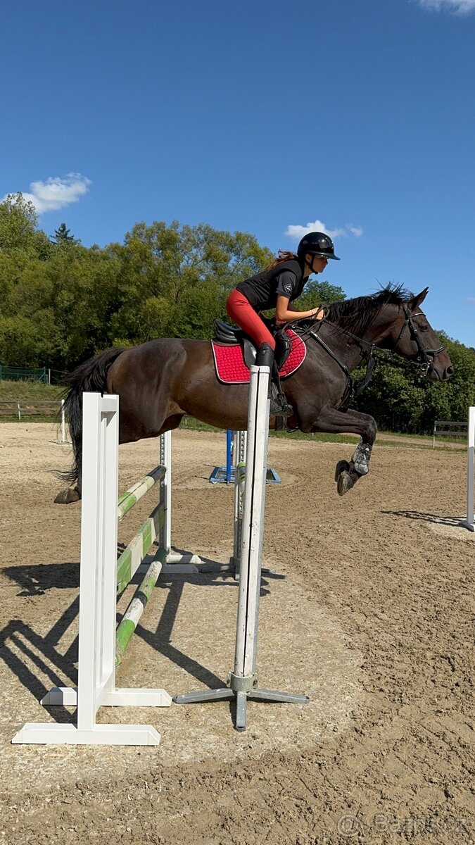 Valach do sportu - 4