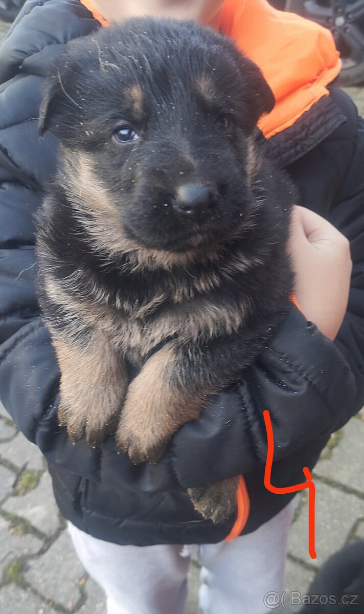 Štěně německý ovčák bez PP - 4