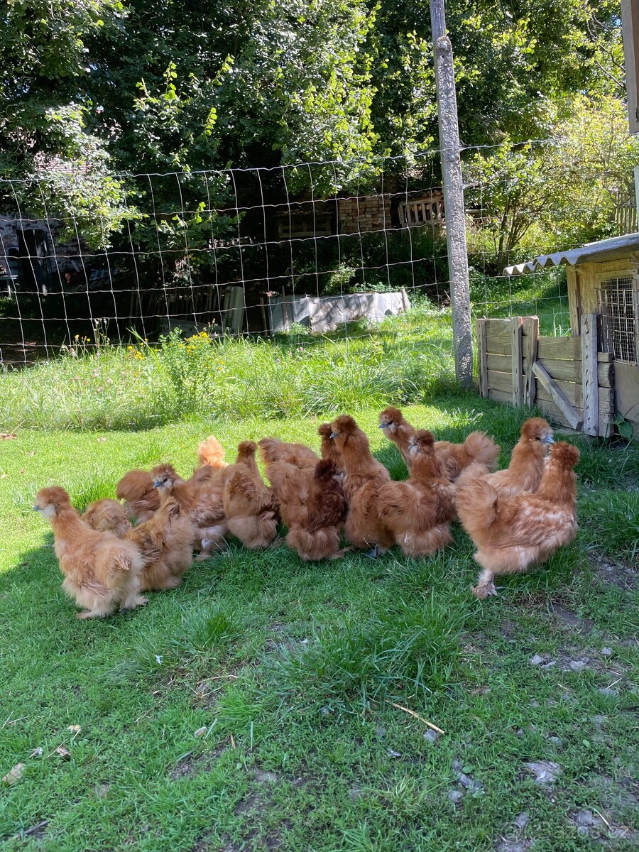 Hedvábnička žlutá velká - 4