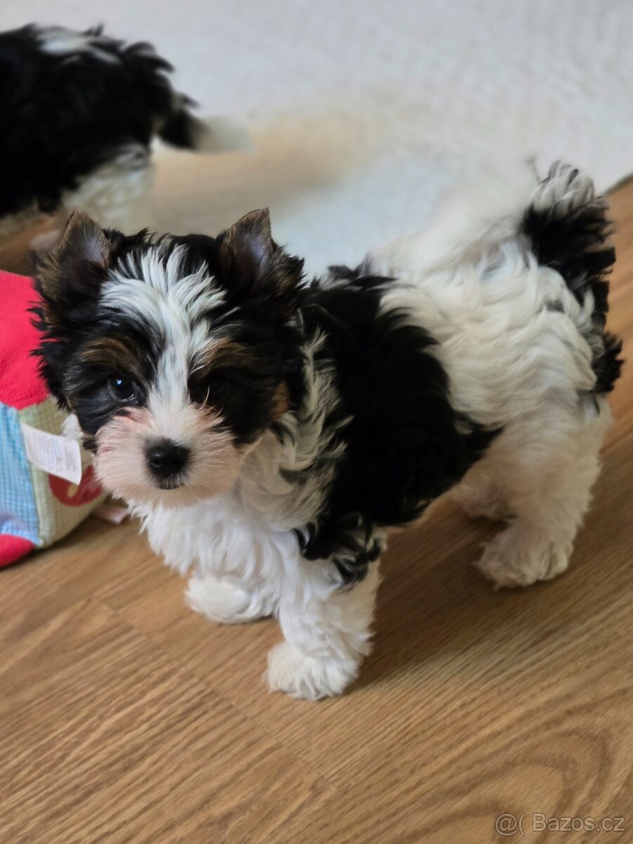 Jorkširský teriér-biewer - 4