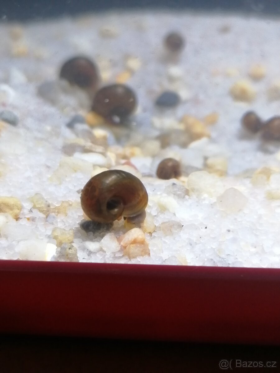 Akvarijní šneci - Okružák Kanadský hnědý (Leopard) - 4