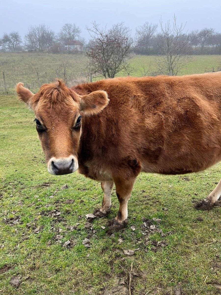 Prodám jalovice BIO - 4