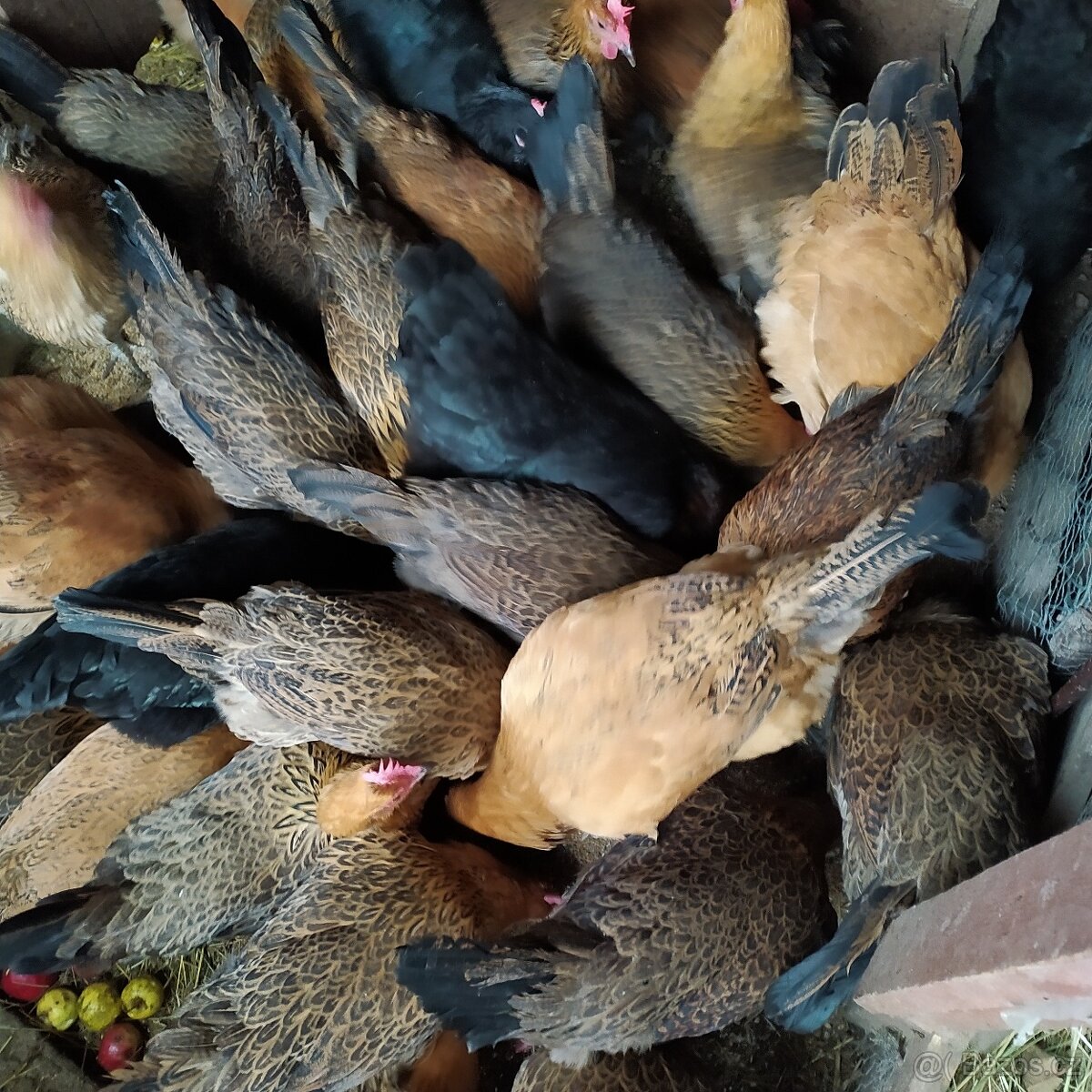 Domácí slepičí vajíčka - 4