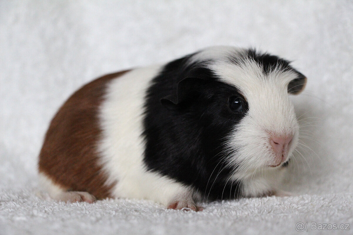 Morče, morčata s PP - krátkosrstá - 4