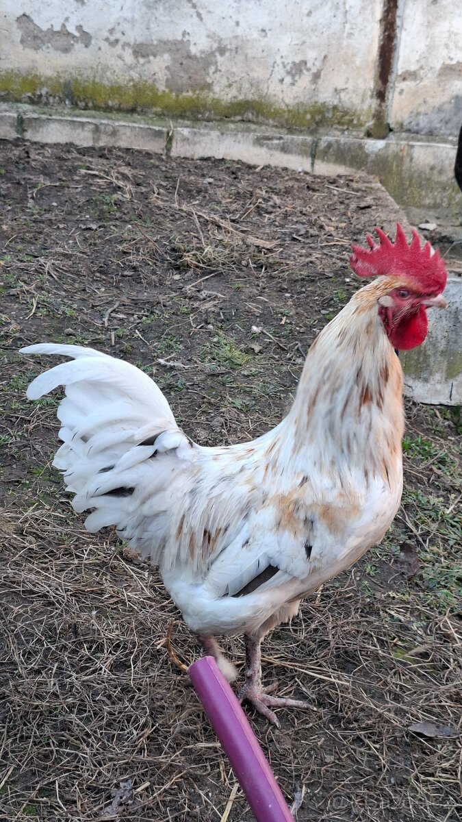 Kohout marans x greenshell - 4