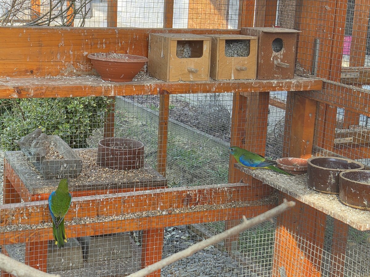 Neoféma Tyrkysova - 4