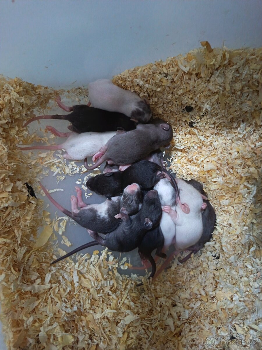 Myš laboratorní barevná na zkrm- Hodně - 4