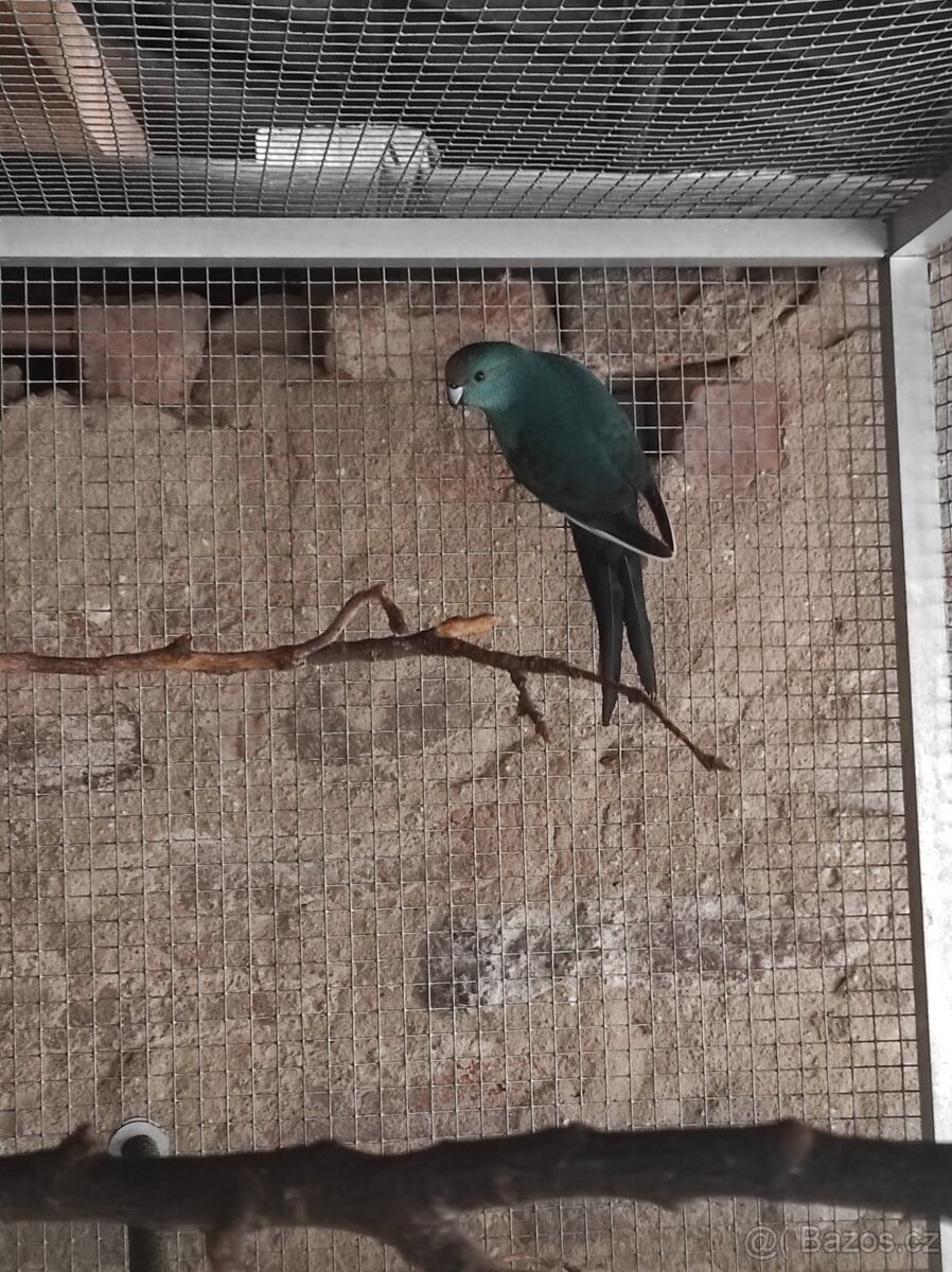 Kakariki Rudočely pár straka - 4