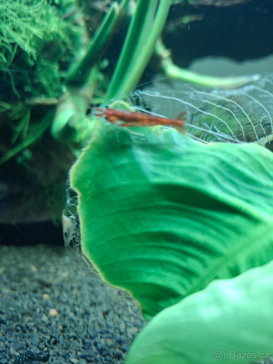 Prodám paví očka, ancitrusy a krevetky - 4