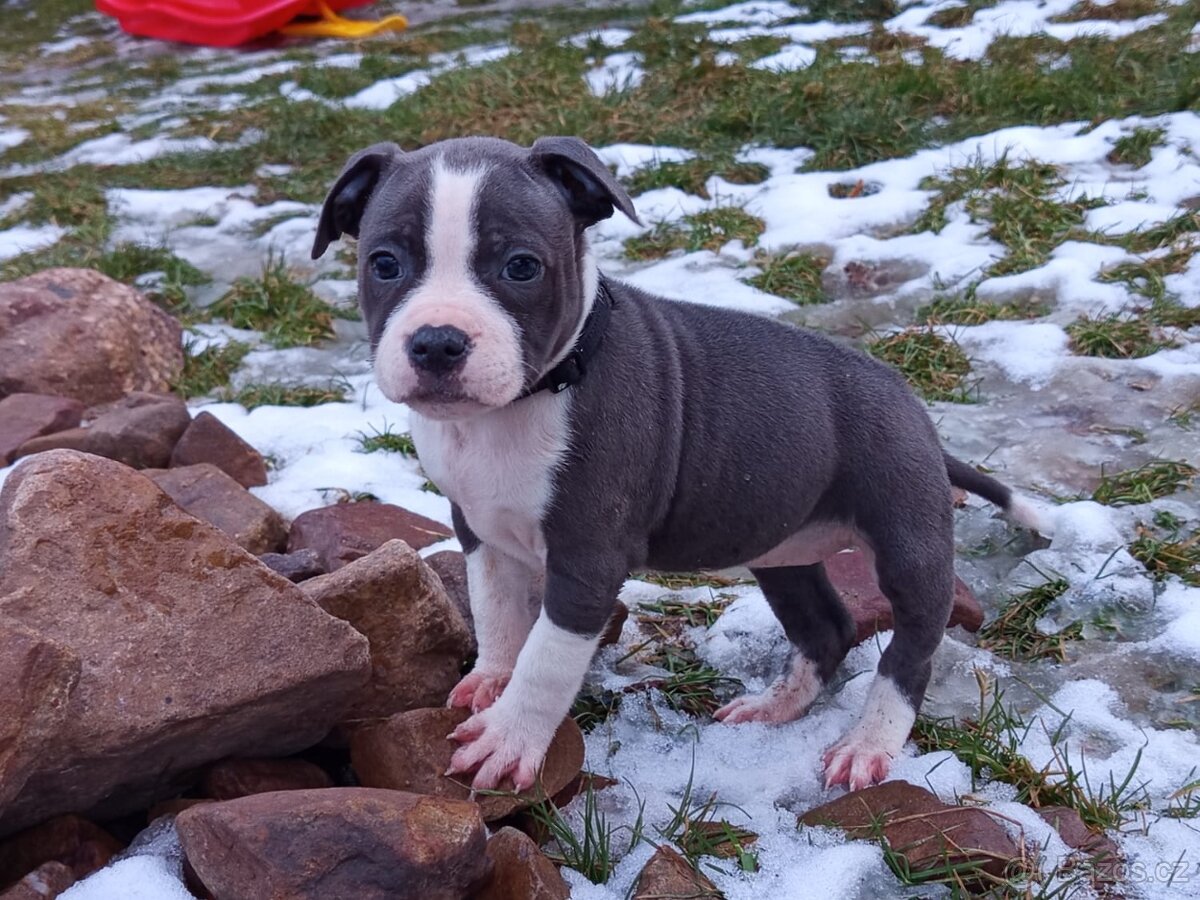 Stafordšírský bulterier - 4