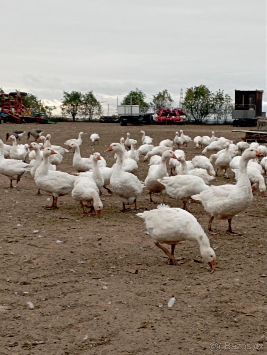 Prodej hus a brojlerů - 4