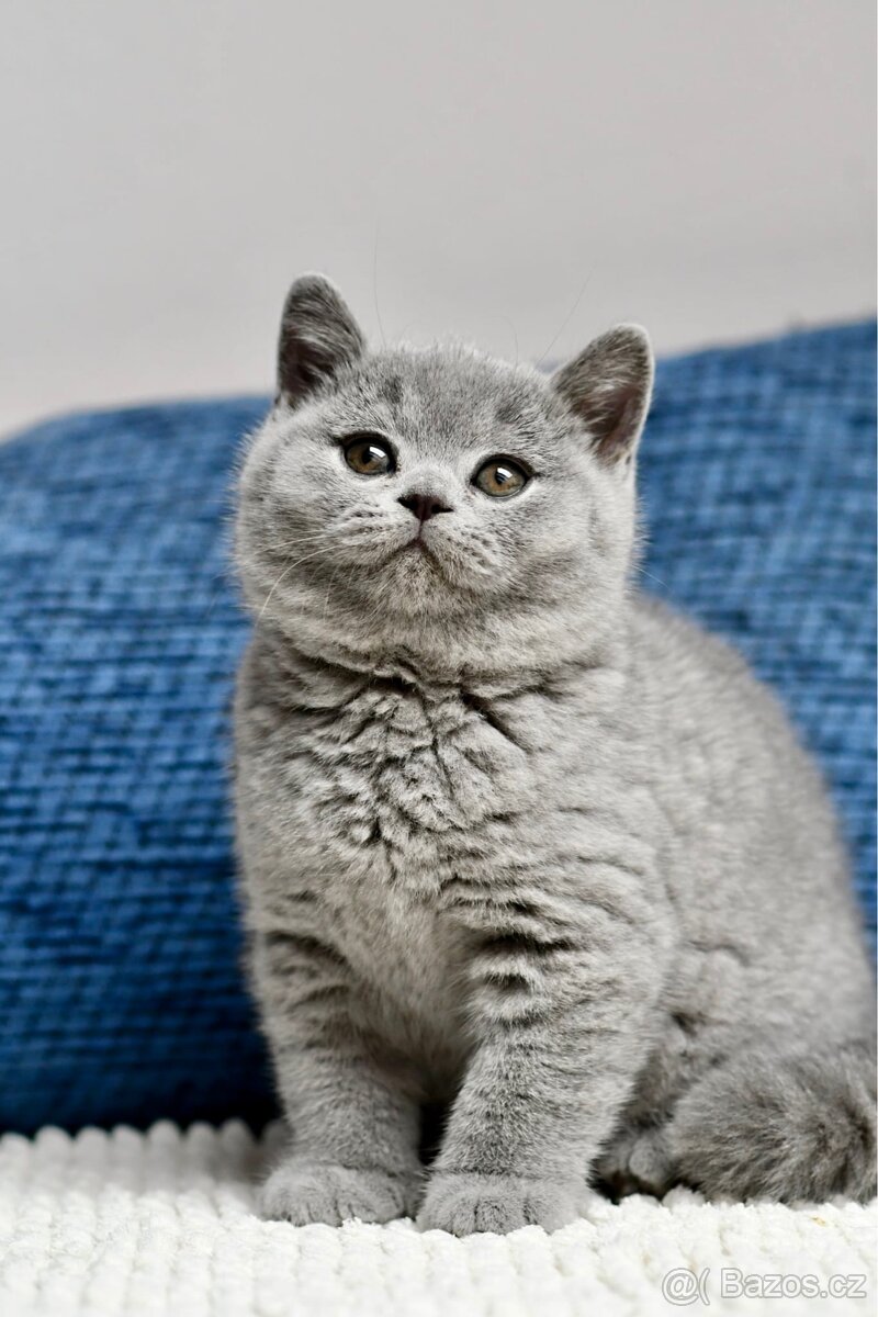 Britská modrá koťátka s PP - PRODANÍ - 4