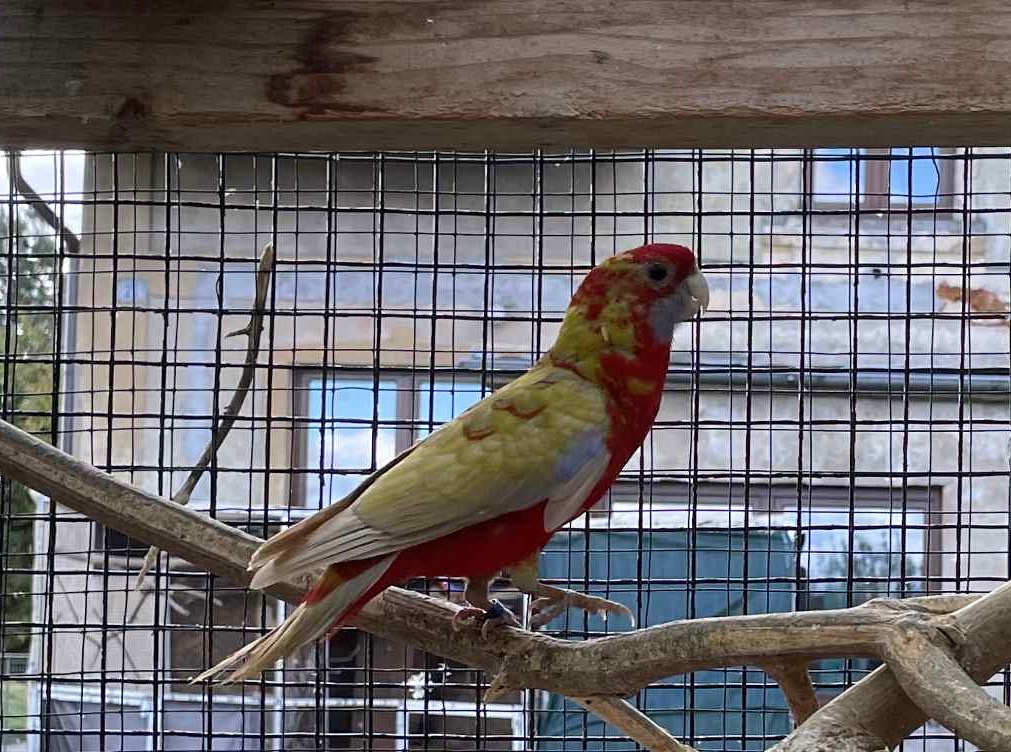 Letošní odchovy - 4