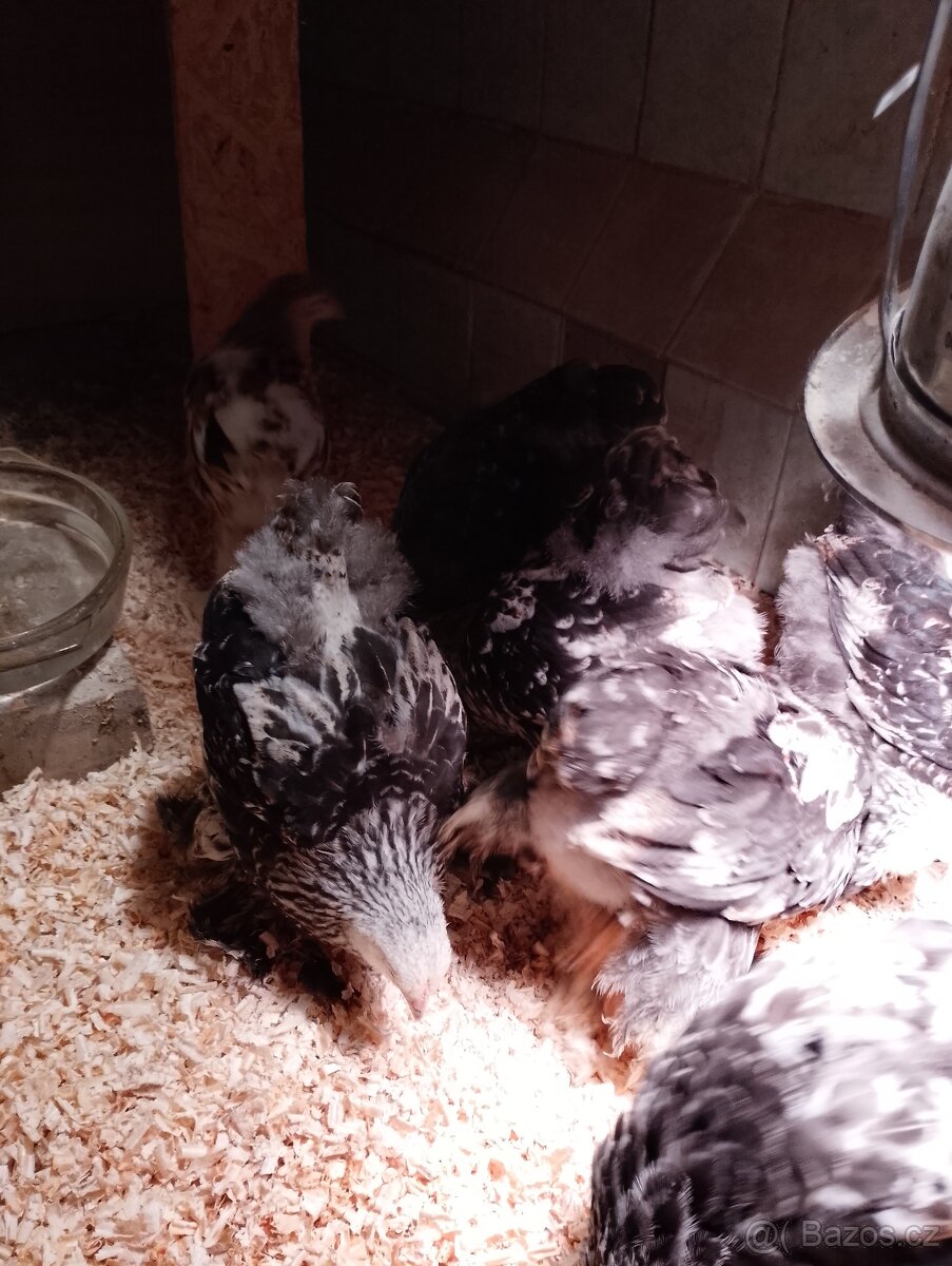 Brahmánka velká - 4