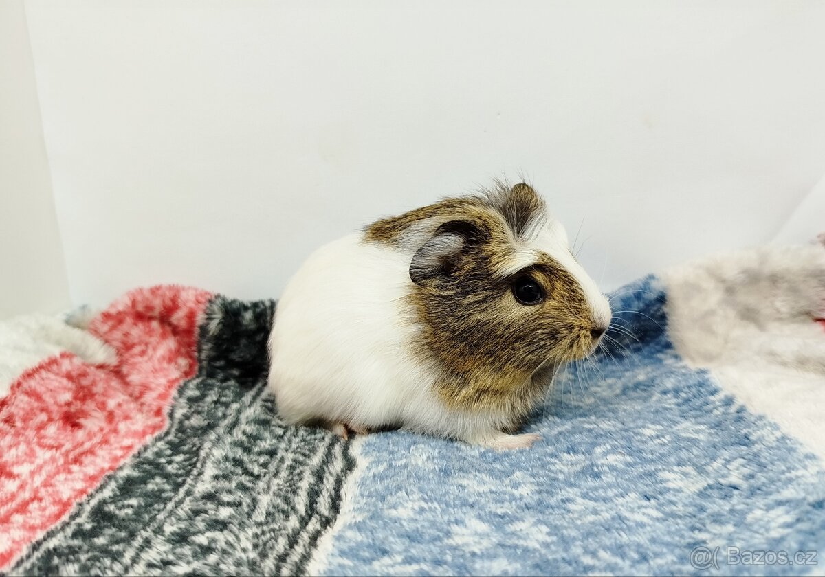 Morče, Morčata, Morčátko, Morčátka - SAMIČKY - 4