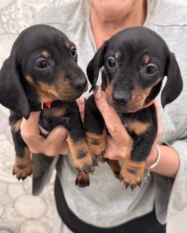 Trpasličí jezevčík - 4