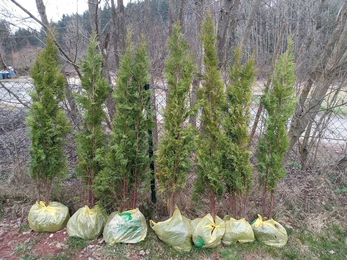 Túje 180cm až 220cm - 4