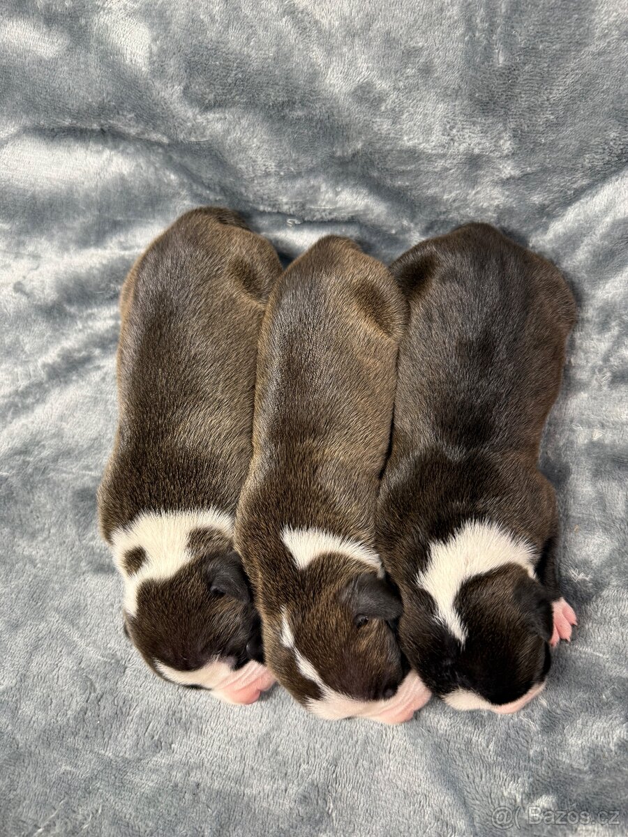 Americký stafordšírsky terier s PP - 4