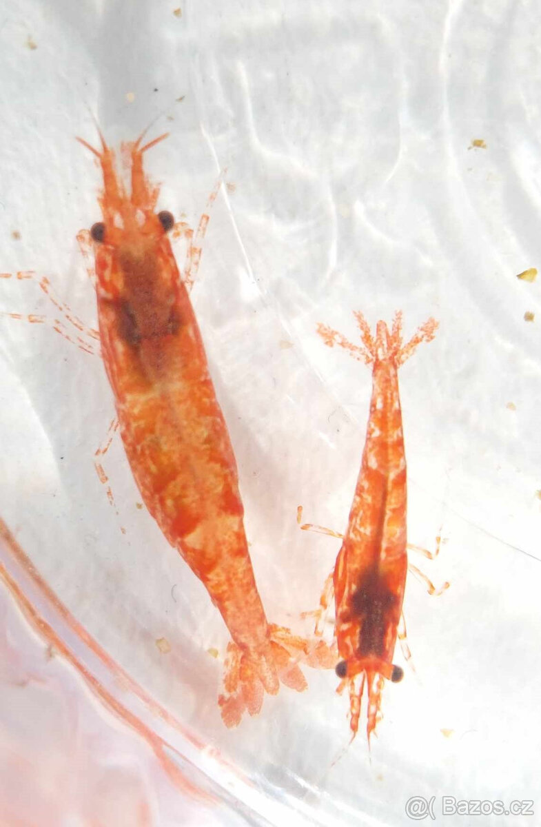 Krevetka červená - 4