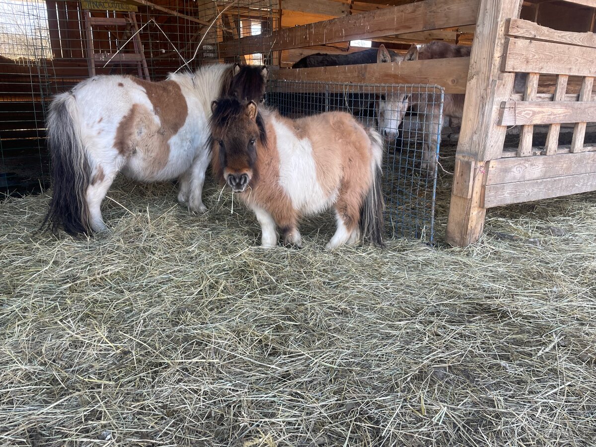 Shetlandsky minipony - 4