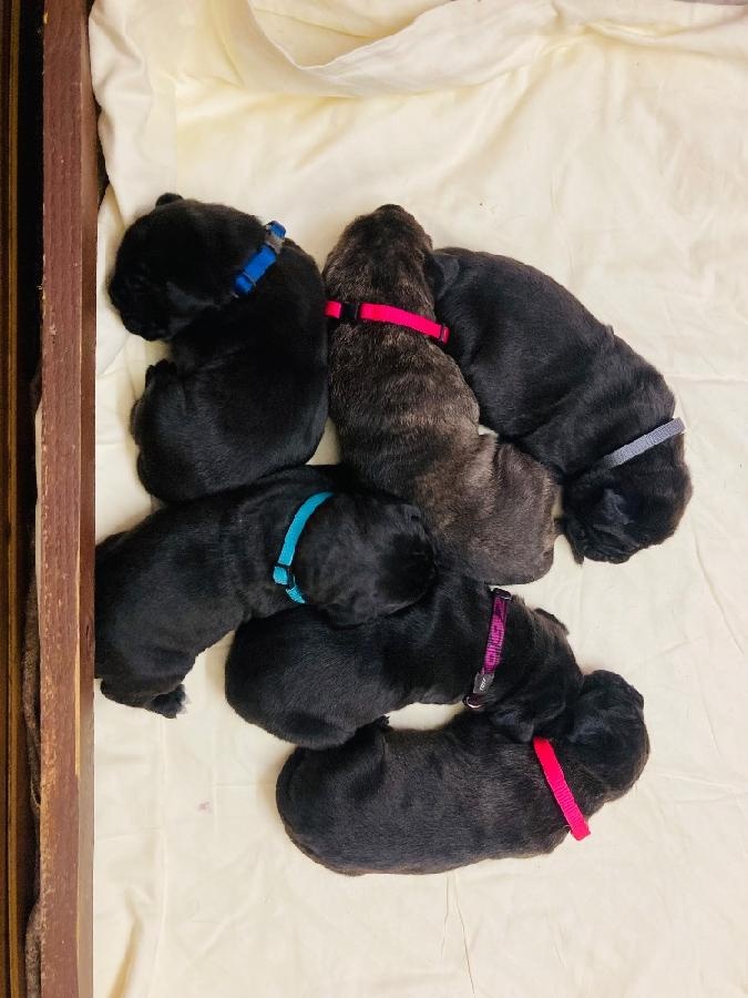Štěňata Cane Corso s PP - 4