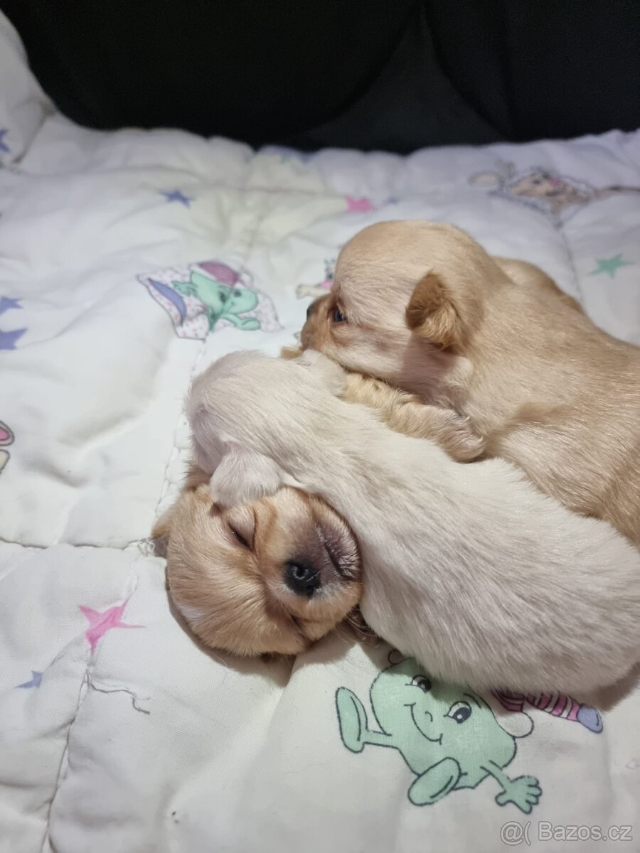 Čivava štěňátka - 4