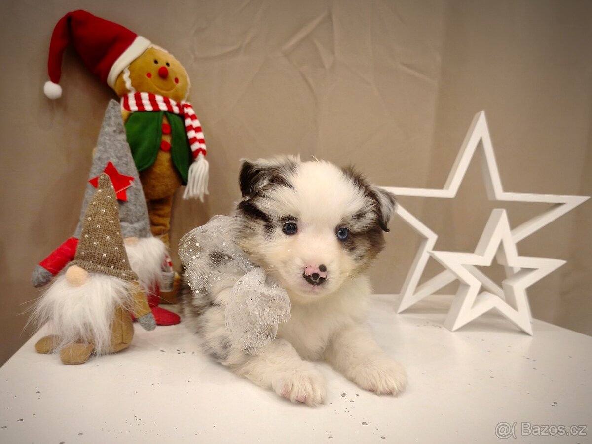 Miniaturní americký ovčák - 4