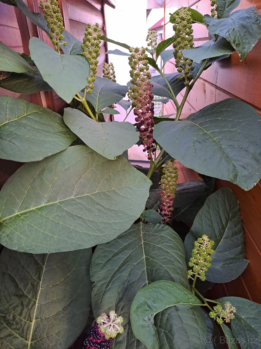 Líčidlo jedlé semínka - 4