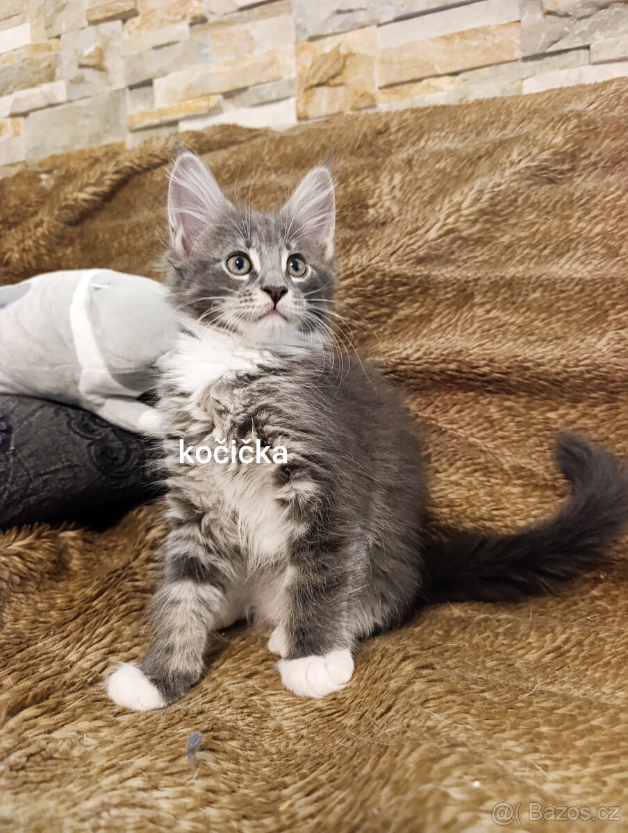 Mainská mývalí kočka - koťata bez PP - 4