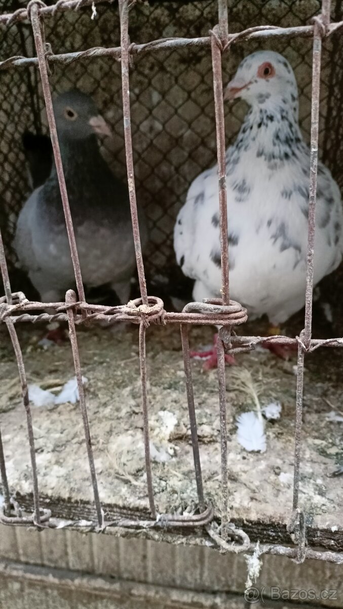 Prodám holuby - 4