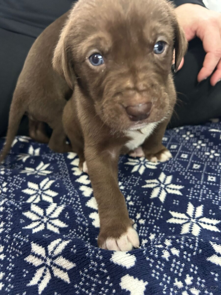 Psi pro aktivní život - 4