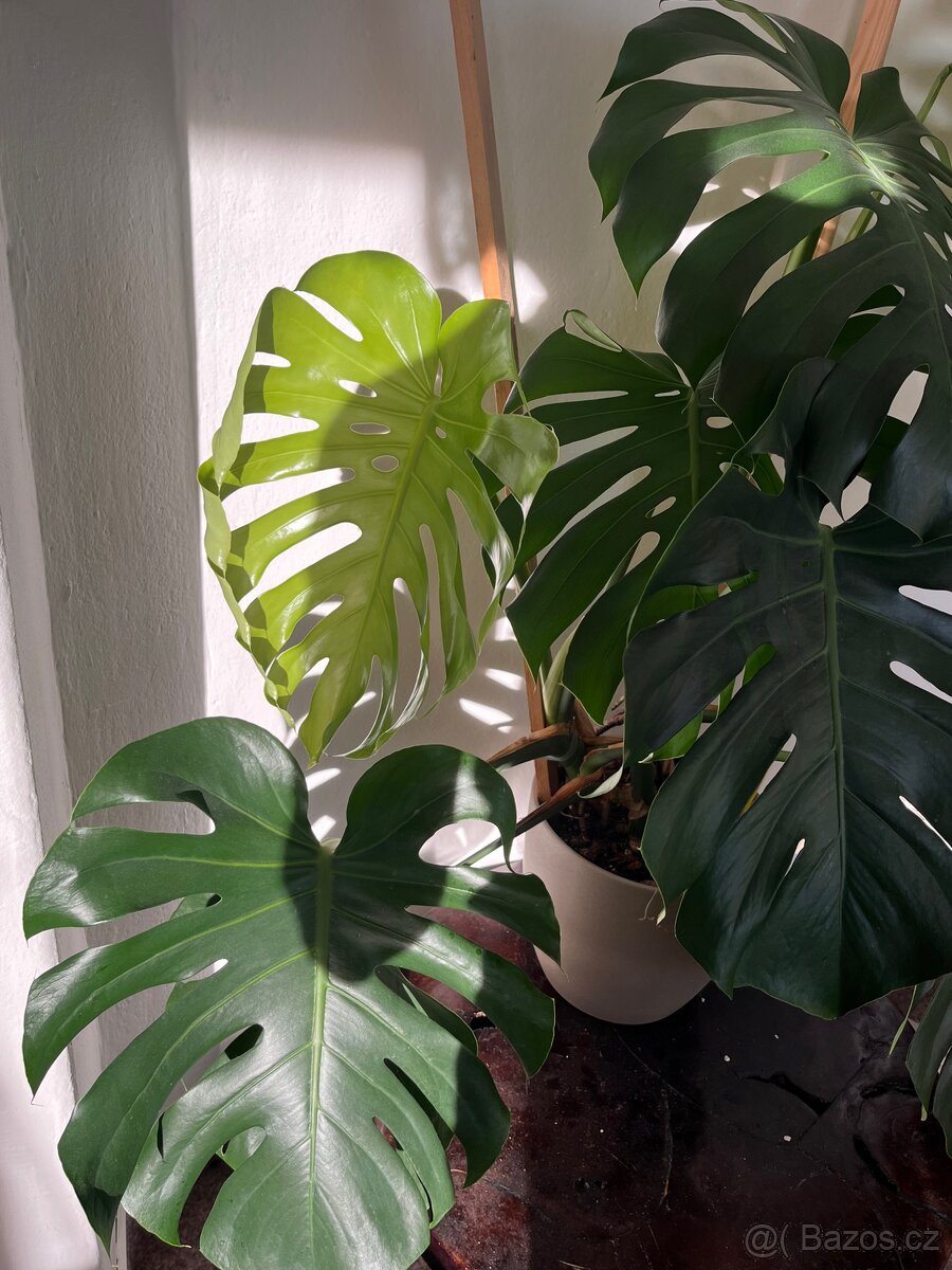 Monstera deliciosa - 4