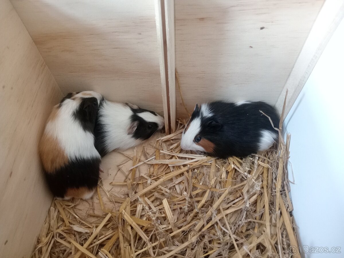 2 krásná morčátka, kluci, mláďata - 4