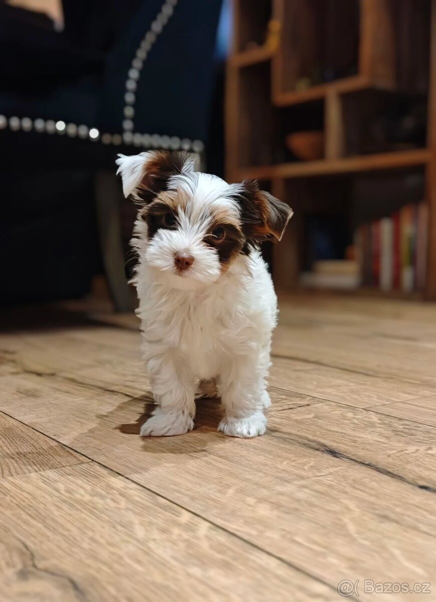 Jorkširský terier s PP - 4