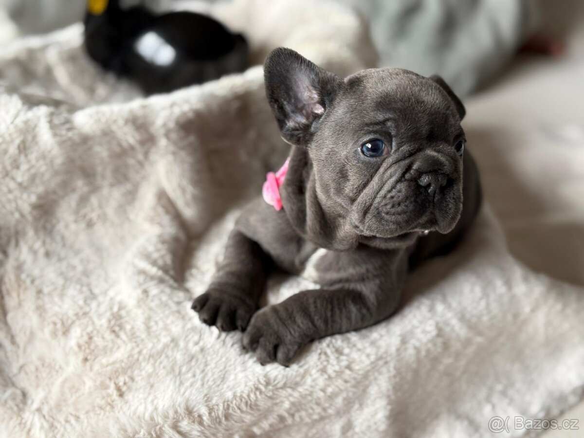 Francouzsky buldoček - 4