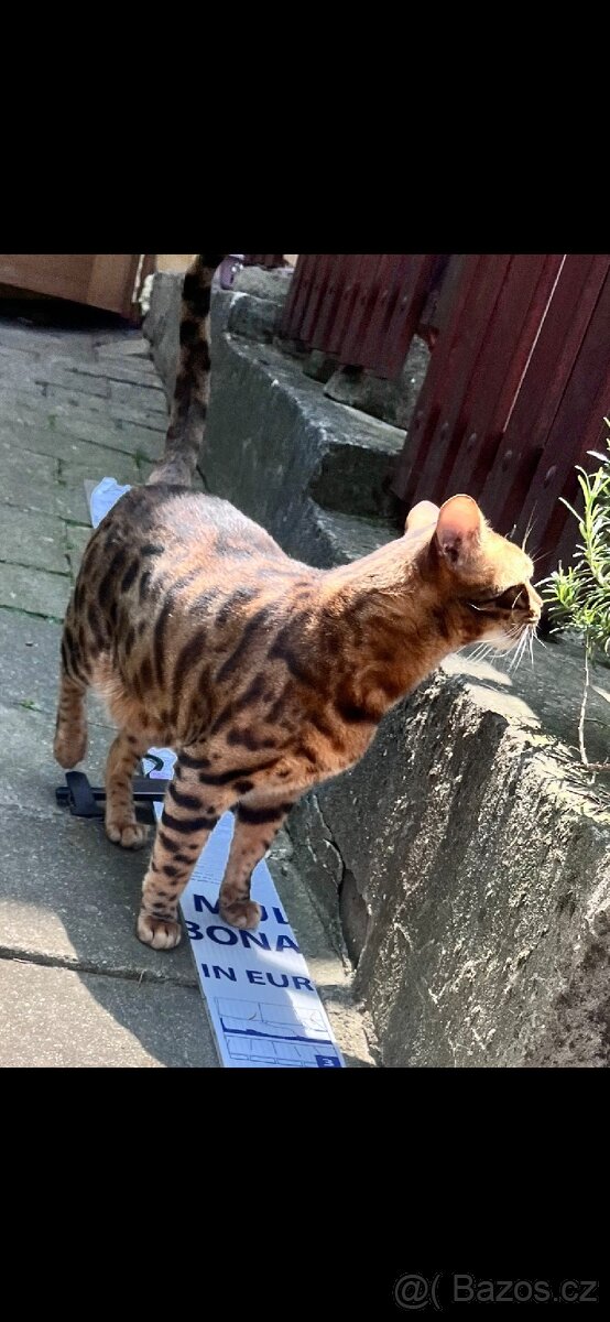 Kočka bengalská - 4