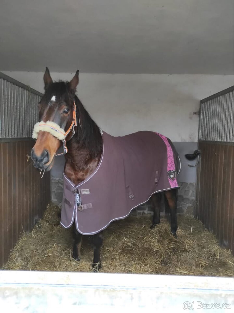 Kobyla na rekreaci, společník, do chovu - 4