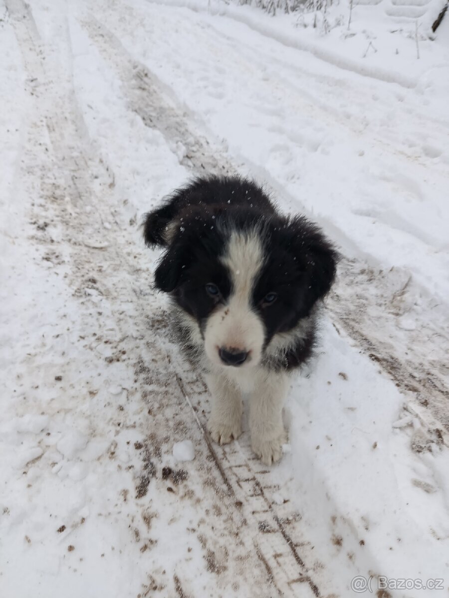 Prodám štěně border kolie - 4