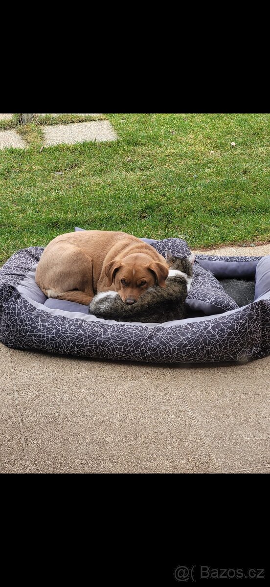 Sháníme nový domov - 4