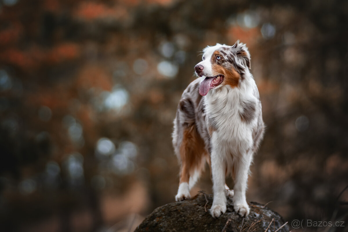 Meopta Meostigmat 141/1,9 M42 - 4