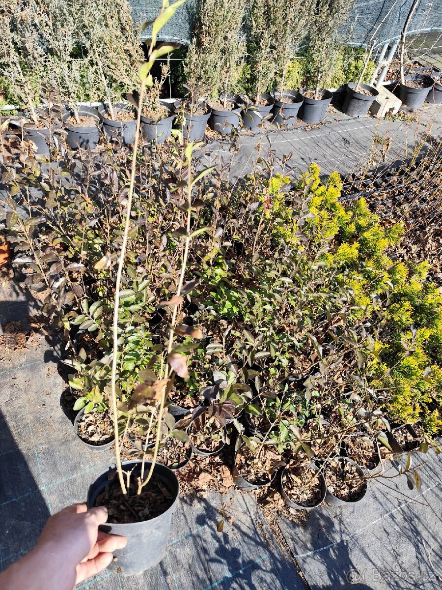 Sazenice ptačí zob - 4