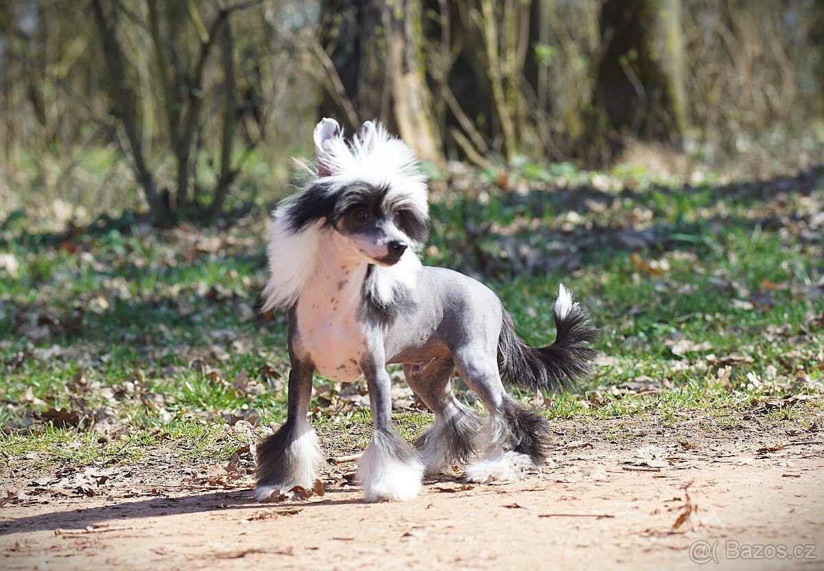 Čínsky chocholatý pes s PP - 4